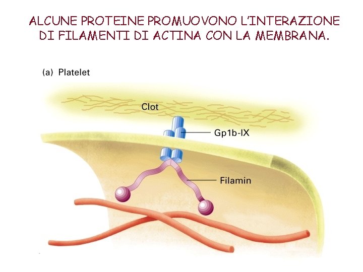 ALCUNE PROTEINE PROMUOVONO L’INTERAZIONE DI FILAMENTI DI ACTINA CON LA MEMBRANA. 