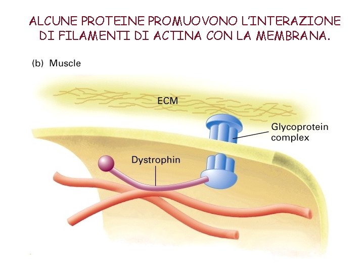 ALCUNE PROTEINE PROMUOVONO L’INTERAZIONE DI FILAMENTI DI ACTINA CON LA MEMBRANA. 