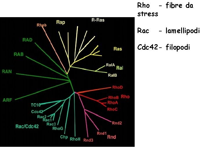 Rho - fibre da stress Rac - lamellipodi Cdc 42 - filopodi 