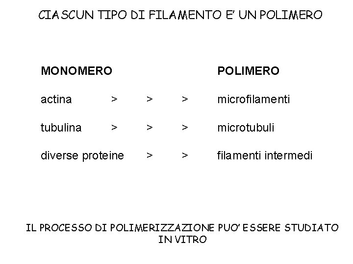 CIASCUN TIPO DI FILAMENTO E’ UN POLIMERO MONOMERO POLIMERO actina > > > microfilamenti