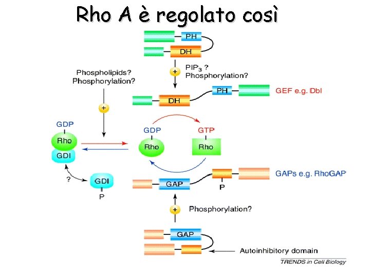 Rho A è regolato così 