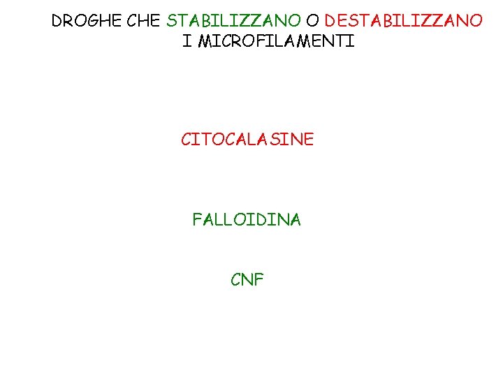 DROGHE CHE STABILIZZANO O DESTABILIZZANO I MICROFILAMENTI CITOCALASINE FALLOIDINA CNF 