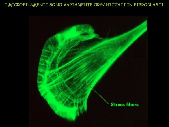I MICROFILAMENTI SONO VARIAMENTE ORGANIZZATI IN FIBROBLASTI 