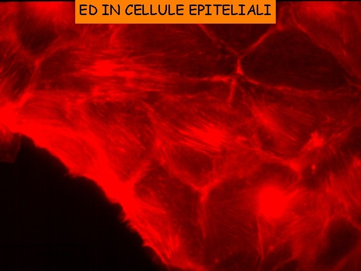 ED IN CELLULE EPITELIALI 