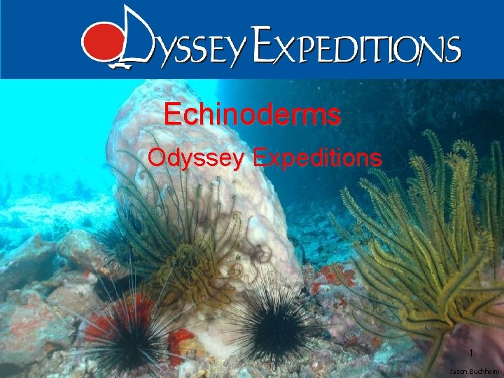 Echinoderms Odyssey Expeditions 1 Jason Buchheim 