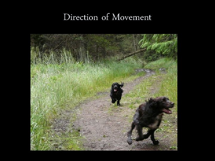 Direction of Movement 