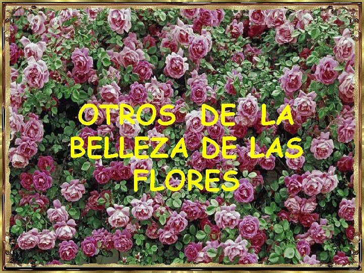 OTROS DE LA BELLEZA DE LAS FLORES 