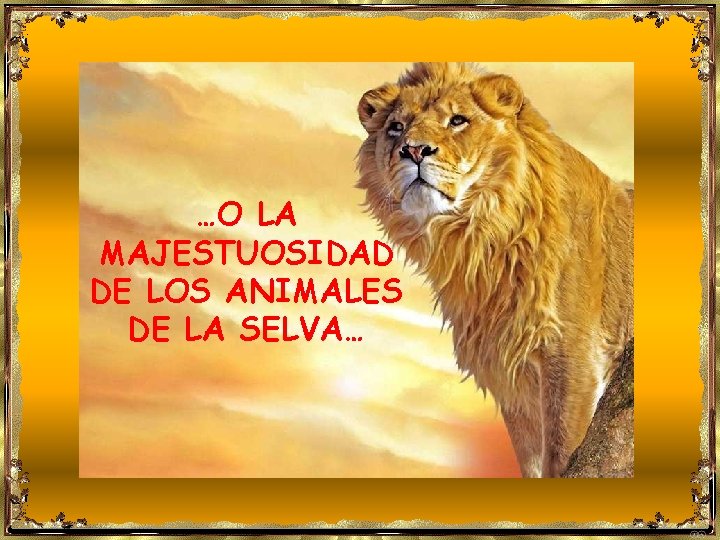 …O LA MAJESTUOSIDAD DE LOS ANIMALES DE LA SELVA… 