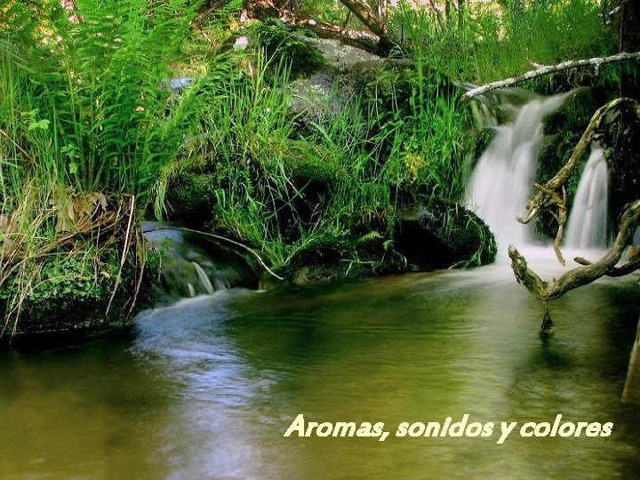 Aromas, sonidos y colores 