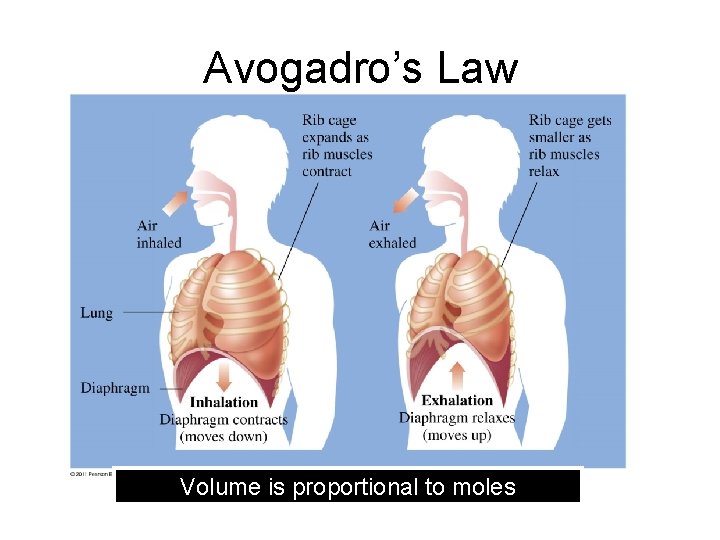 Avogadro’s Law Volume is proportional to moles 