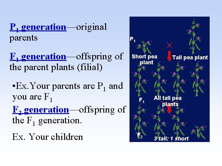 P 1 generation—original parents F 1 generation—offspring of the parent plants (filial) • Ex.