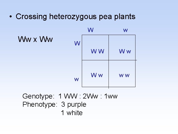  • Crossing heterozygous pea plants W Ww x Ww w WW Ww Ww