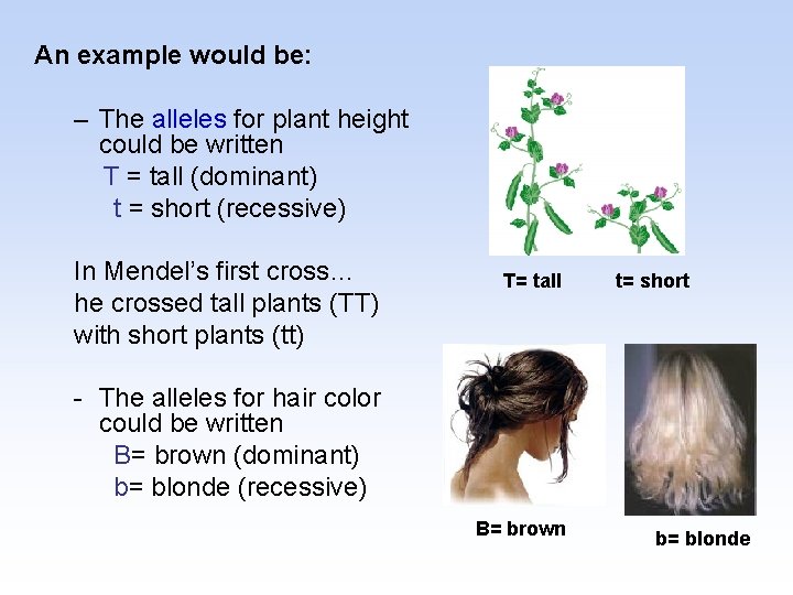 An example would be: – The alleles for plant height could be written T