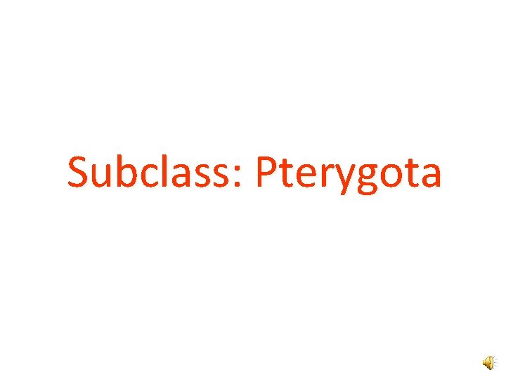 Subclass: Pterygota 