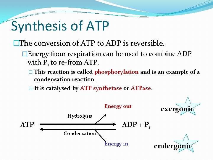 Synthesis of ATP �The conversion of ATP to ADP is reversible. �Energy from respiration