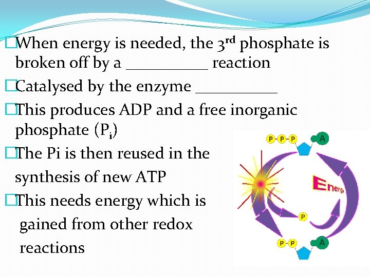 �When energy is needed, the 3 rd phosphate is broken off by a _____