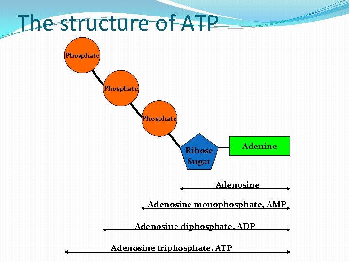 The structure of ATP Phosphate Adenine Ribose Sugar Adenosine monophosphate, AMP Adenosine diphosphate, ADP