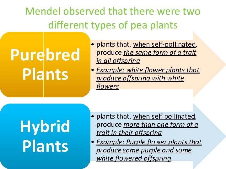 Mendel observed that there were two different types of pea plants Purebred Plants •