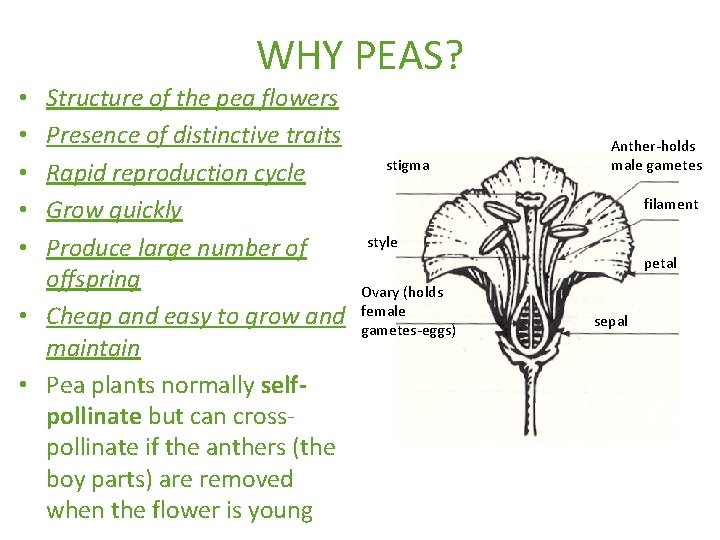 WHY PEAS? Structure of the pea flowers Presence of distinctive traits Rapid reproduction cycle