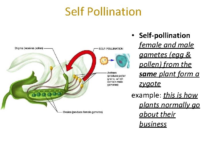 Self Pollination • Self-pollination female and male gametes (egg & pollen) from the same
