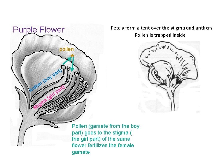 Petals form a tent over the stigma and anthers Pollen is trapped inside Purple