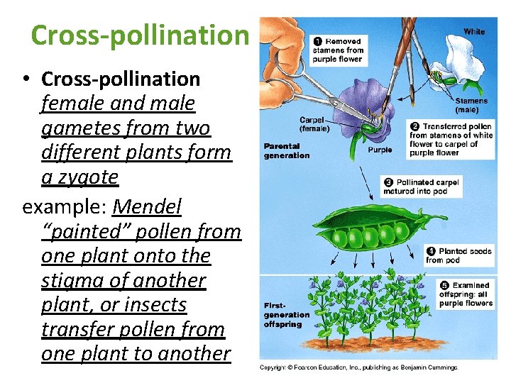 Cross-pollination • Cross-pollination female and male gametes from two different plants form a zygote