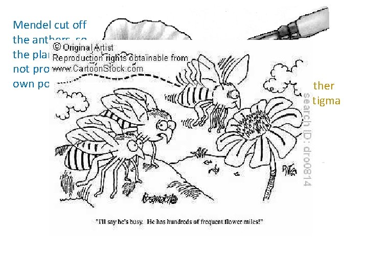 Mendel cut off the anthers so the plant does not produce its own pollen.