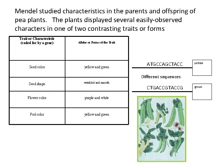 Mendel studied characteristics in the parents and offspring of pea plants. The plants displayed