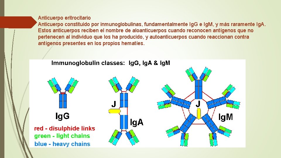 Anticuerpo eritrocitario Anticuerpo constituido por inmunoglobulinas, fundamentalmente Ig. G e Ig. M, y más