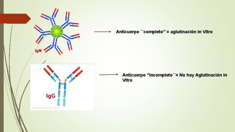 Anticuerpo ´´completo’’ = aglutinación in Vitro Anticuerpo ‘’Incompleto´´= No hay Aglutinación in Vitro 