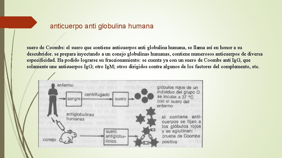 anticuerpo anti globulina humana suero de Coombs: el suero que contiene anticuerpos anti globulina