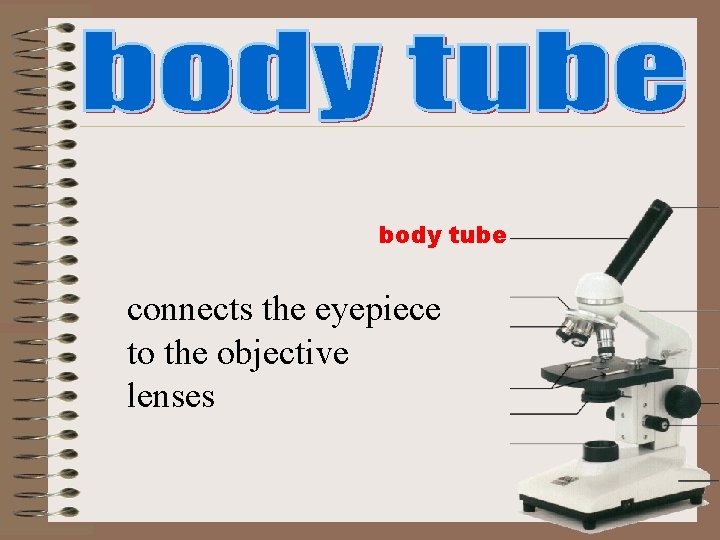 body tube connects the eyepiece to the objective lenses body tube connects the eyepiece to the objective lenses