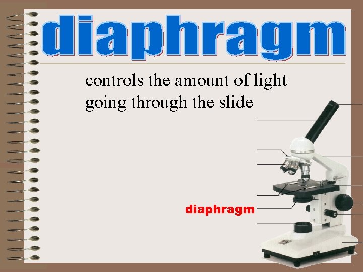 controls the amount of light going through the slide diaphragm controls the amount of light going through the slide diaphragm
