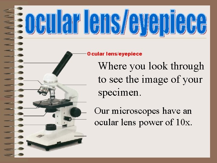 Ocular lens/eyepiece Where you look through to see the image of your specimen. Our Ocular lens/eyepiece Where you look through to see the image of your specimen. Our