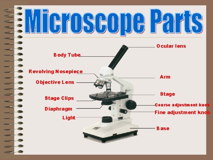 Ocular lens Body Tube Revolving Nosepiece Objective Lens Stage Clips Diaphragm Light Arm Stage Ocular lens Body Tube Revolving Nosepiece Objective Lens Stage Clips Diaphragm Light Arm Stage