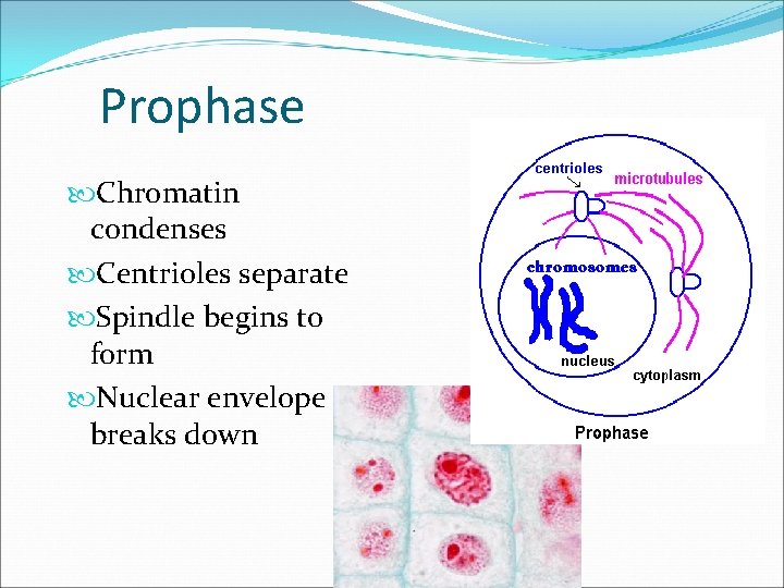 Prophase Chromatin condenses Centrioles separate Spindle begins to form Nuclear envelope breaks down 