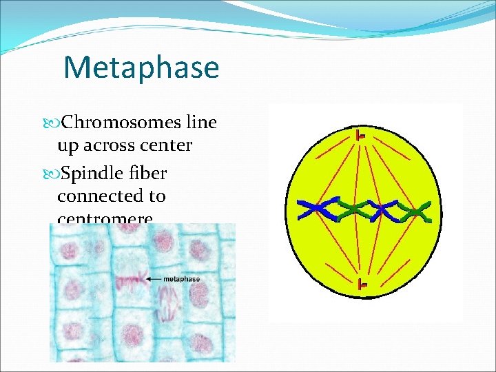 Metaphase Chromosomes line up across center Spindle fiber connected to centromere 