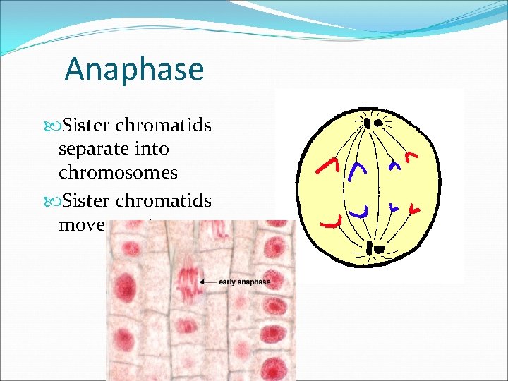 Anaphase Sister chromatids separate into chromosomes Sister chromatids move apart 