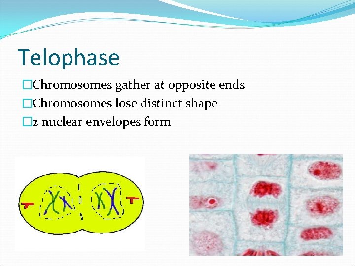 Telophase �Chromosomes gather at opposite ends �Chromosomes lose distinct shape � 2 nuclear envelopes