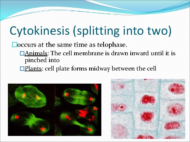 Cytokinesis (splitting into two) �occurs at the same time as telophase. �Animals: The cell