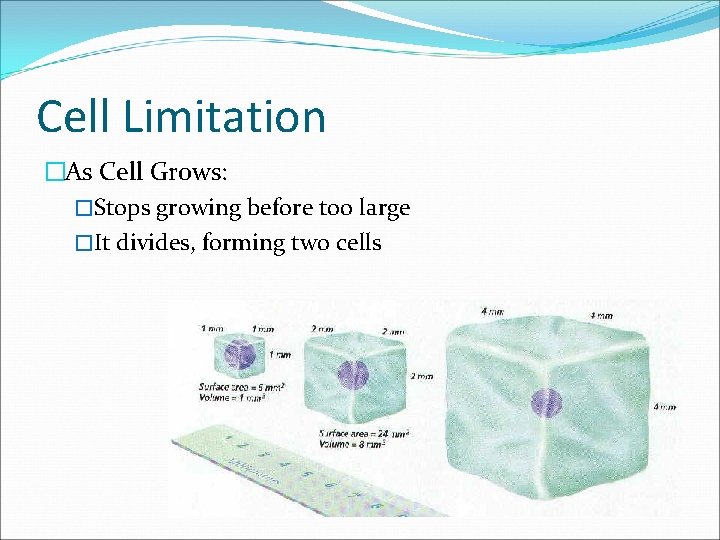 Cell Limitation �As Cell Grows: �Stops growing before too large �It divides, forming two