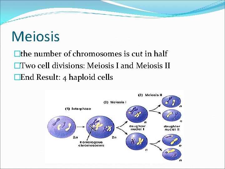 Meiosis �the number of chromosomes is cut in half �Two cell divisions: Meiosis I