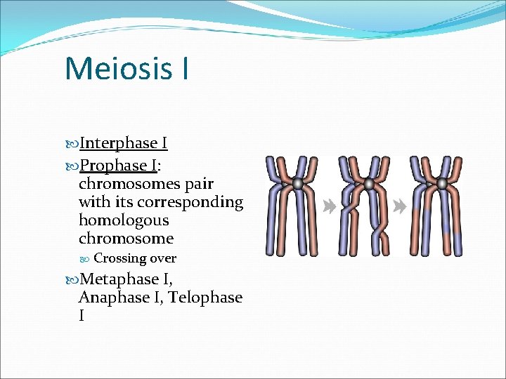 Meiosis I Interphase I Prophase I: chromosomes pair with its corresponding homologous chromosome Crossing