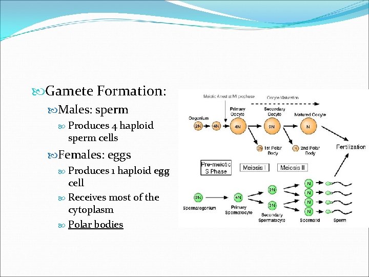  Gamete Formation: Males: sperm Produces 4 haploid sperm cells Females: eggs Produces 1