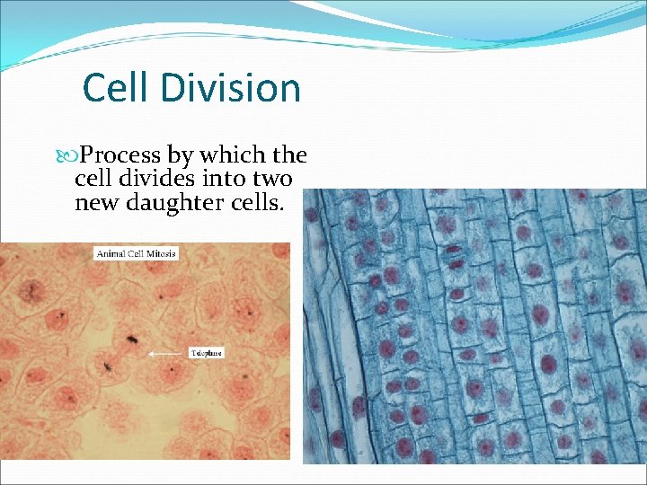 Cell Division Process by which the cell divides into two new daughter cells. 