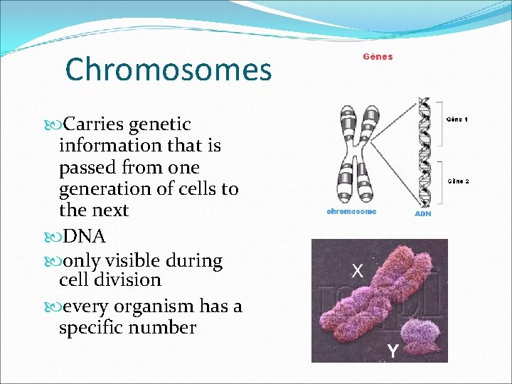 Chromosomes Carries genetic information that is passed from one generation of cells to the