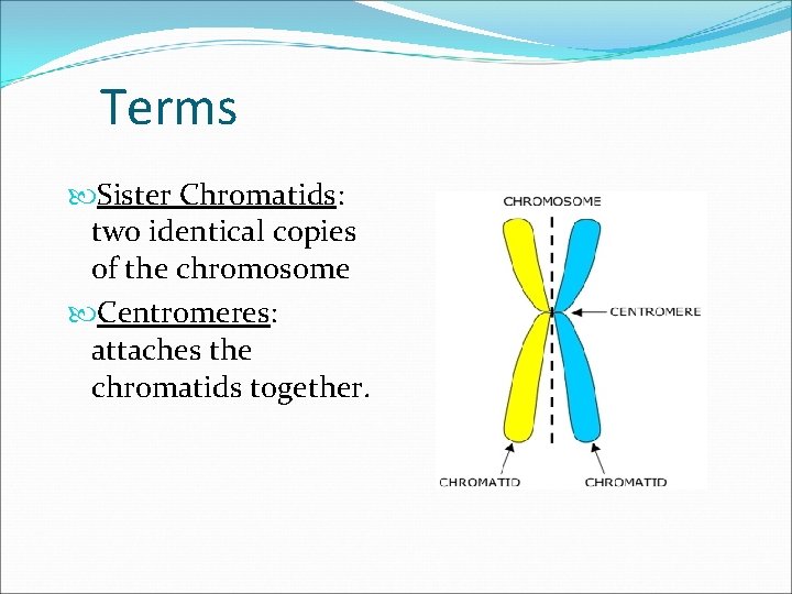 Terms Sister Chromatids: two identical copies of the chromosome Centromeres: attaches the chromatids together.