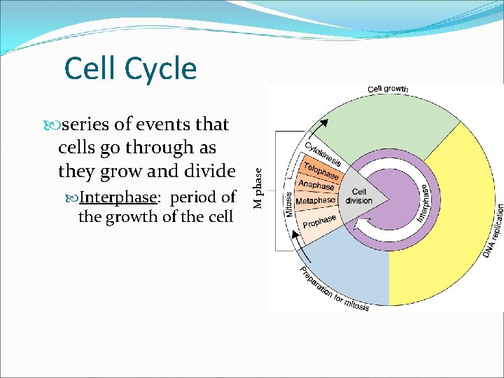  series of events that cells go through as they grow and divide Interphase: