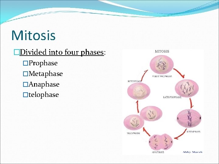 Mitosis �Divided into four phases: �Prophase �Metaphase �Anaphase �telophase 