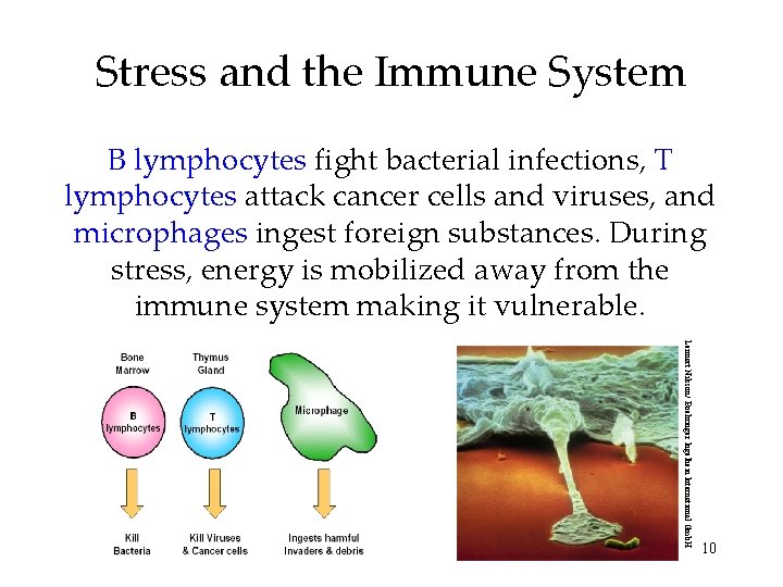 Stress and the Immune System B lymphocytes fight bacterial infections, T lymphocytes attack cancer